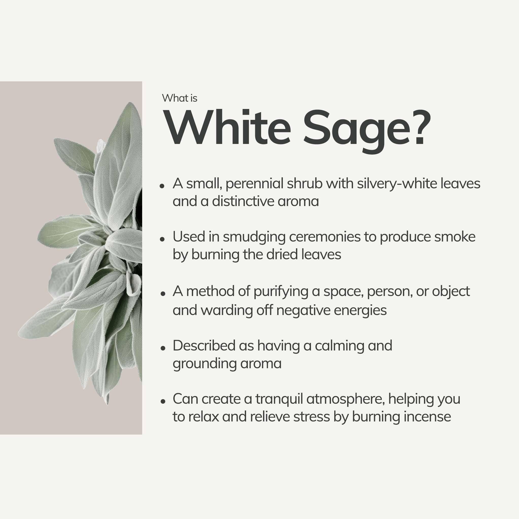 Organic White Sage Smudging Stick (Medium)